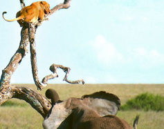 فرار شیر از ترس فیل‌ به بالای درخت!