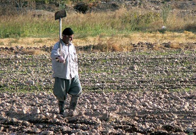 کشاورزان شوش با کمبود نقدینگی مواجه شدند