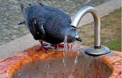 دمای هوای شوش از 50 درجه گذشت