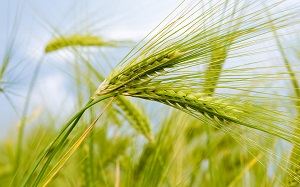 تصویب نرخ خرید تضمینی گندم + قیمت جدید